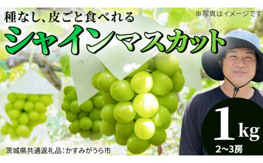 
                  シャインマスカット 約1kg (茨城県共通返礼品/かすみがうら市)  マスカット 葡萄 ぶどう ブドウ 歯ごたえ 甘み 香り 鈴木農園 [ED005sa]	
                