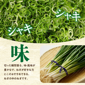 山城のねぎ 1kg 野菜 ねぎ ネギ 長ネギ 京野菜 001-12