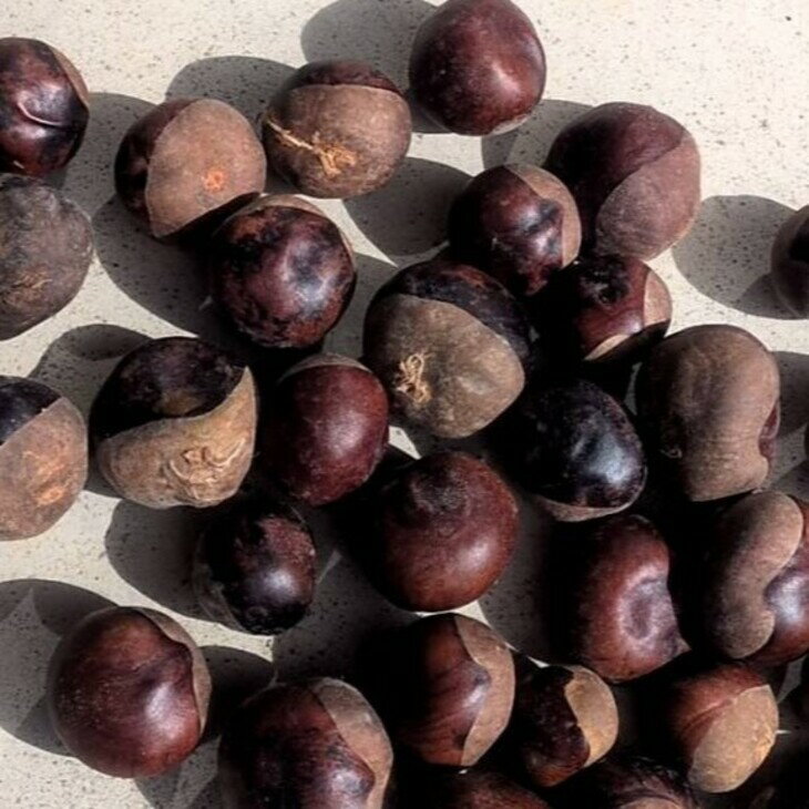 【ふるさと納税】大自然で育った とちの実 1kg 栃の実 トチノミ 一関市 岩手県