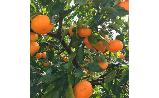 【果汁たっぷり】迫力満点！ 大粒 有田みかん 2.9kg＋200g【2025年11月中旬～12月下旬頃に順次発送予定】【ard054C】