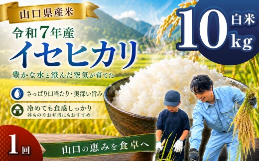 令和7年産 山口県産米 イセヒカリ 10kg ｜ 令和7年産 イセヒカリ 山口県産米 こめ お米 コメ 白米 山口県 平生町
