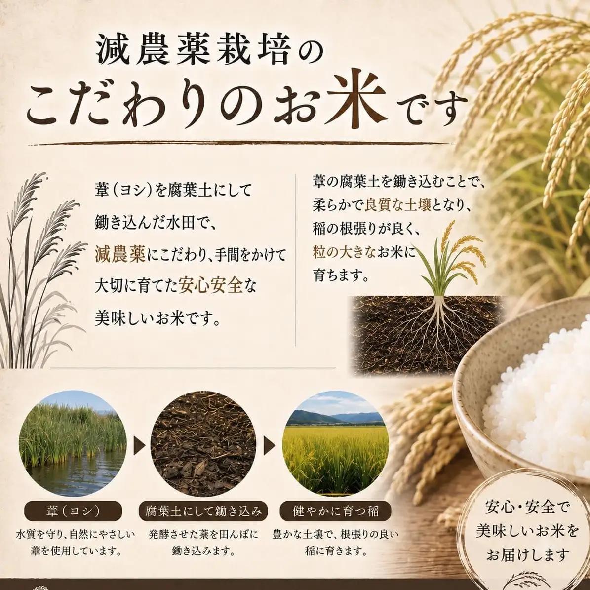 〈 先行予約 〉【定期便6回】 米 令和8年産 ひとめぼれ 精米 30kg（5kg×6） 新米 こめ コメ お米 ご飯 白米 ヒトメボレ 定期便 6回 特別栽培米 減農薬栽培 ヨシ腐葉土米 ブランド米