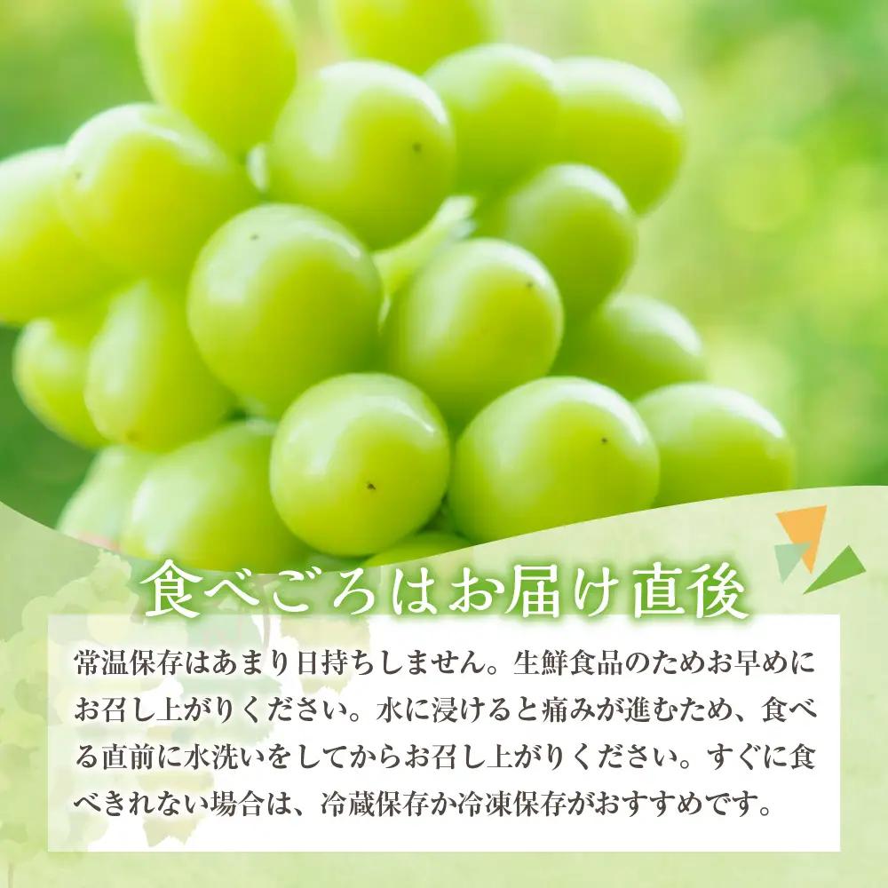 【2026年11月中旬発送】 【訳あり】 シャインマスカット 1.2kg 家庭用 青森