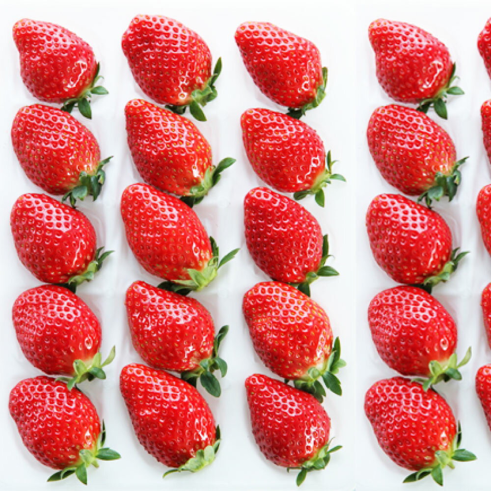 【ふるさと納税】吉次いちご 24～33粒 700g以上 いちご イチゴ ストロベリー 苺 果物 くだもの 果実 フルーツ 旬 冷蔵 九州 熊本県 送料無料 【2026年1月上旬発送開始】