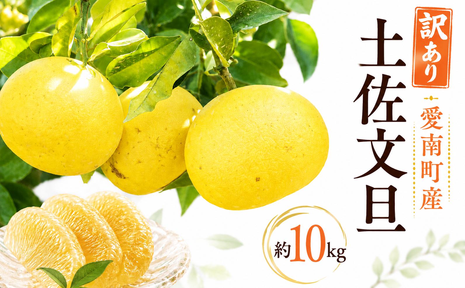 
                  【先行予約】 訳あり 土佐文旦 約10kg みかん 蜜柑 文旦 果物 柑橘 フルーツ ゼリー ジュース ビタミンC 健康 美容 農園 直送 サイズミックス 傷 不揃い エニシトラス 愛媛県 愛南町 発送期間: 2027年2月中旬～(なくなり次第終了)
                