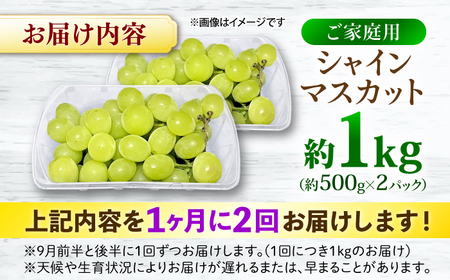 【先行予約】【月2回お届け】【9月上旬から9月末に順次発送】【訳あり】シャインマスカット 約1kg×2回 露地栽培 シャインマスカット マスカット 果物 フルーツ 葡萄 ぶどう 三次市/西田ぶどう園[