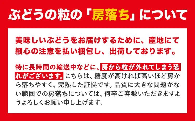 【先行予約】【2ヶ月定期便】黒ぶどう シャインマスカット 600g マスカット フルーツ 果物 新鮮 《8月上旬-9月下旬頃出荷》熊本県 荒尾市産 目野果実直売所 巨峰 藤稔 ブラックビート ピオーネ
