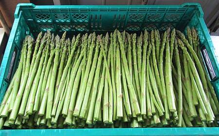【先行予約】 ≪天栄村産≫ 春芽アスパラM~Lサイズ 1.7kg F21T-439