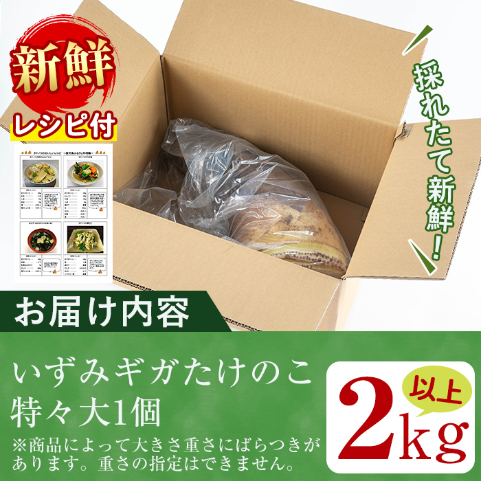 i499 ≪数量限定！2025年4月上旬～4月中旬の間に発送予定≫いずみギガタケノコ＜特々大1個＞鹿児島県出水市産！国産たけのこを産地直送！ たけのこ 筍 巨大 2kg以上 イベント向け 旬 野菜 採