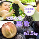 【ふるさと納税】【2025年先行予約】藤稔約1.5kg　山梨市の自社農園産直!完熟収穫!【数量限定】【希少品種!】【配送不可地域：離島】【1460455】