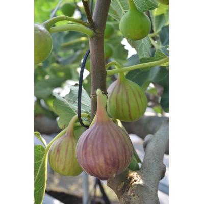 ふるさと納税 安城市 厳選　安城いちじく　約1.4kg(350g×4パック) |  | 02