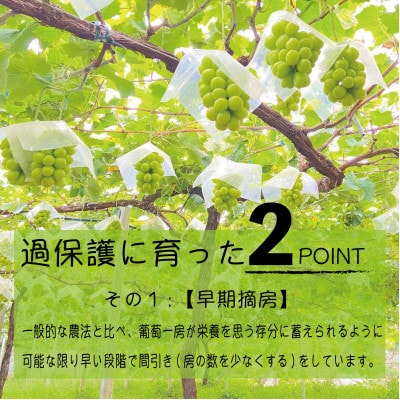 朝もぎ直送!!過保護に育った葡萄『のびのび育てたシャインマスカット』2房　約1.2kg【配送不可地域：離島】