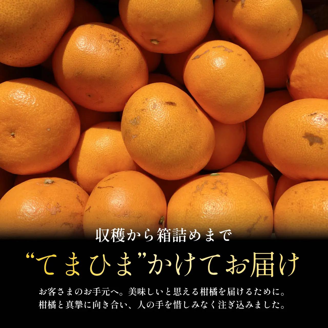 【先行受付】訳ありだけど美味しさそのまま【訳あり】せとか 5.5kg【D70-157】 YWTK156