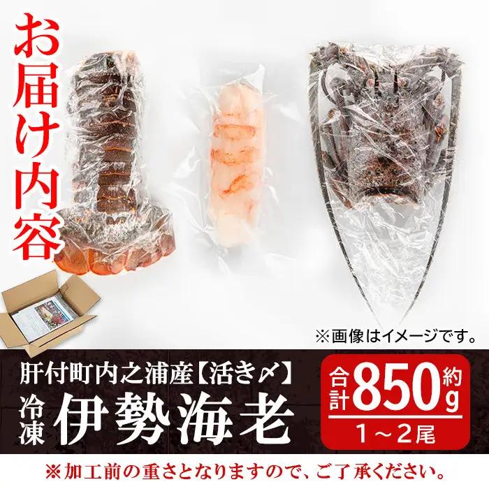【活き〆冷凍】伊勢海老 刺身 (約850g) 鹿児島 国産 えび エビ 伊勢海老 さしみ【網元】C47002
