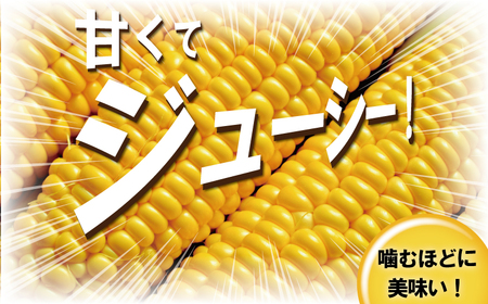 【2025年6月発送】湘南スイートコーン 3kg とうもろこし トウモロコシ 採れたて 国産 野菜 藤沢市 神奈川