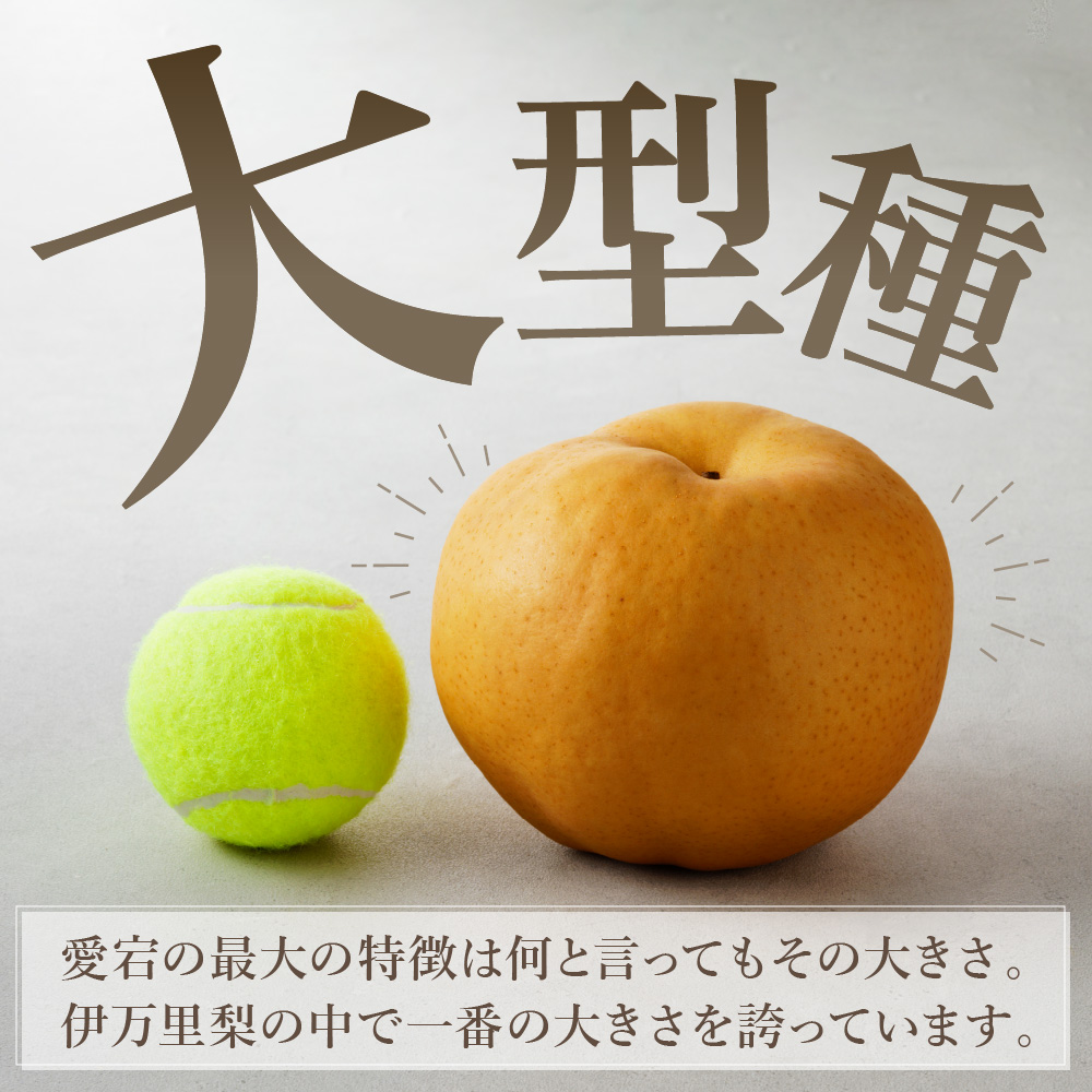 【令和7年産先行予約】伊万里梨 「愛宕」 約5kg 大型種 B164