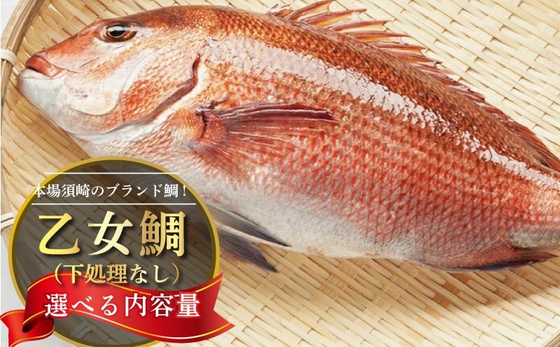 
            鯛 選べる 容量 まるごと 1 ～ 2尾 ( 1kg ～ 2.5kg ）下処理なし 産地直送 高知県 乙女鯛 小島水産 ブランド鯛 真鯛 新鮮 魚 鮮魚 ブランド 尾頭付き 刺身 お刺身 鯛めし 鯛鍋 鯛しゃぶ パエリア 高知県 須崎市 お祝い 贈答 ギフト 年賀 お中元 お歳暮 お食い初め 父の日 母の日 敬老の日 KS019_xALL
          