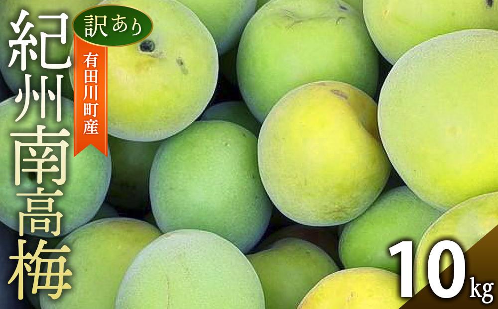 青梅 10kg 訳あり 紀州南高梅 シロップ・梅酒・梅干し用等 和歌山県有田産 2026年5月下旬～7月上旬発送予定