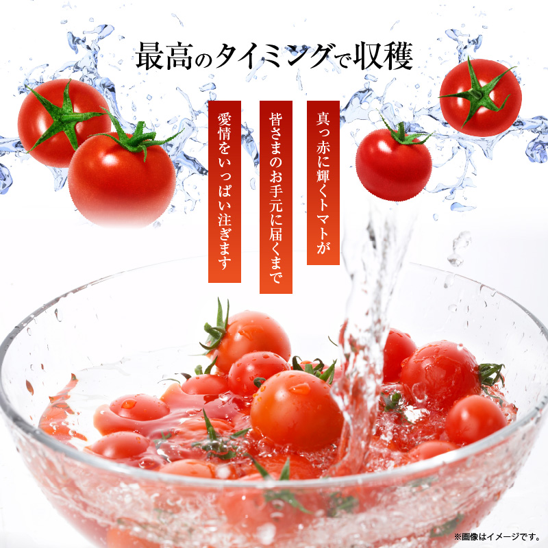 《予約受付中》【内閣総理大臣賞受賞】毎日食べたくなるミニトマト３kg 農林水産大臣賞受賞 日本農業賞大賞受賞 H031-002