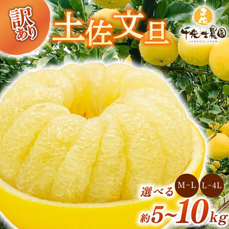 
            【 先行予約受付 】【 R8年発送 】 土佐文旦 選べる サイズ 5kg or 10kg 訳あり 家庭用 ( スレ キズ あり ) フルーツ 果物 柑橘 期間限定 季節限定 旬 文旦 ぶんたん ブンタン わけあり 産地直送 お取り寄せ おいしい 千光士農園 高知県産 高知県安芸市
          