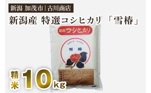 【令和6年産米】新潟県産 特選コシヒカリ「雪椿」精米10kg 白米 加茂市 お米の専門店 古川商店