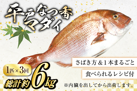 タイ 刺身 平戸なつ香 鯛 丸々 1匹 約2kg 3回 定期便 総計 約6kg [（株）坂野水産 長崎県 平戸市 hr42bgy420456]