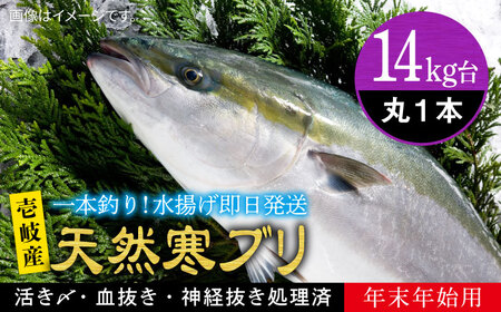 【お正月用】壱岐島産天然寒ブリ（14ｷﾛ台・丸もの）[JBS116]