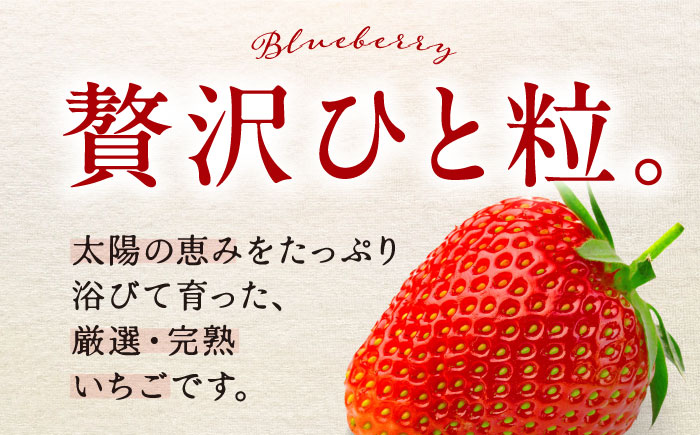【先行予約】季節のイチゴ詰め合わせ 400g×4パック ＜2026年4月下旬以降発送＞ ／ いちご イチゴ 苺 果物 フルーツ 国産 産地直送 農家直送【周年観光農園エコファームうちこ】 [BKBW0