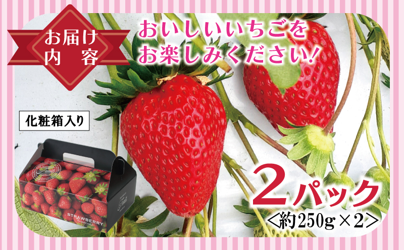 【先行予約】朝摘み 完熟いちご 2パック【化粧箱入り 苺 無添加 自然素材 フルーツ イチゴ 高評価 数量限定】