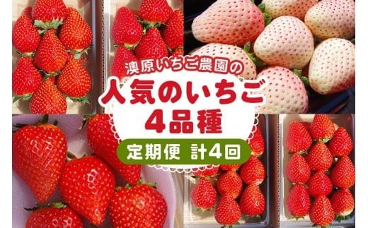 [先行予約] [4ヶ月連続定期便] 人気のいちご4品種お届け定期便 (毎月1品種お届け 計4回) 澳原いちご農園 | とちあいか とちおとめ スカイベリー ミルキーベリー 栃木県産 期間限定 数量限定