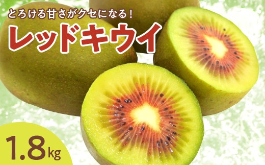 【先行受付】【2026年12月上旬～発送 】レッドキウイ 1.8kg / 稀少 甘い 呉 広島 フルーツ 美容 健康 キウイ 呉市 広島県 ku149-008-26