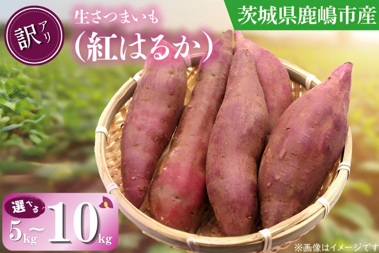 
                  紅はるか 訳あり さつまいも 5kg 10kg 朝どれ 生芋 生さつまいも サツマイモ さつまいも5kg さつまいも10kg べにはるか 薩摩芋 さつま芋 数量限定 先行予約 根菜 野菜 スイーツ 子供 朝採れ 焼き芋 天ぷら やきいも さつま芋 satumaimo 茨城県 鹿嶋市 【2026年10月以降順次出荷】
                