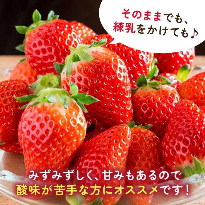 【2027年1月以降順次発送】【化粧箱入り】白石産いちご「さがほのか」400g / 佐賀県 いちご / 岸川農園 [41ASAG003]