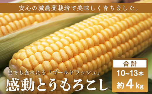 感動とうもろこし ( 約4kg / 10～13本 ) 数量限定 鹿児島産 ゴールドラッシュ ★2026年5月中旬以降発送★FR-521