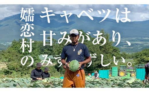 【7月中旬発送開始】 嬬恋キャベツ  嬬恋産 高原キャベツ4玉1ケース 旬の野菜 きゃべつ 産地直送 群馬 お取り寄せ 野菜 セット Lサイズ ZIP! 先行予約 2026年発送 [AS002tu]
