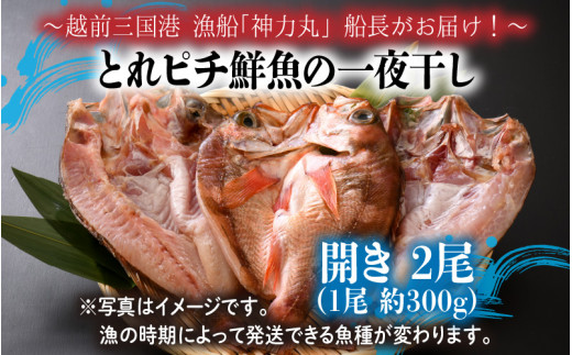 
とれピチ鮮魚の一夜干し 詰め合わせ決定版 ～越前三国港 漁船「神力丸」 船長がお届け！～ [A-5804]
