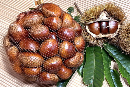 【 2026年 先行予約 】 生栗 2kg 果じゅまる園 栗 くり クリ 2L サイズ 2キロ 農薬不使用 殺虫剤不使用 国産 和栗 甘栗 果物 フルーツ くだもの 秋 旬 9月 10月 発送 産地直