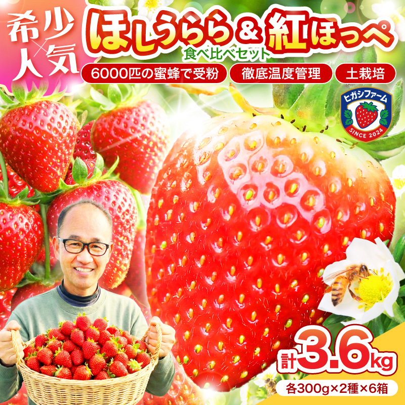 【2027年1月～5月発送予定】希少品種 ほしうらら と 紅ほっぺ の食べ比べセット 約3.6kg（約300g×12パック×6箱）※お届け不可地域あり【121B-007-2027】