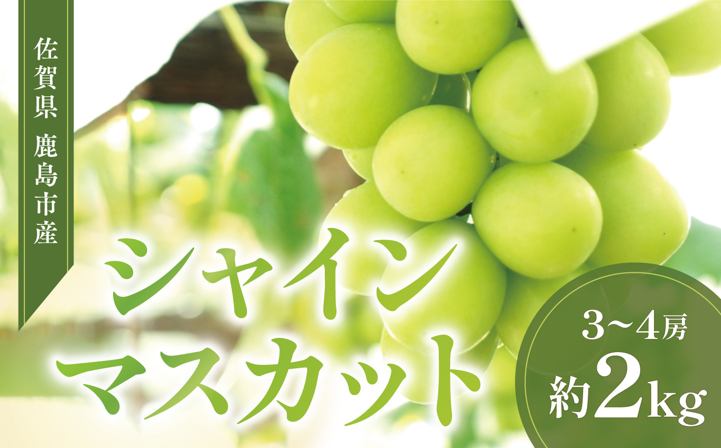 
            鹿島市のシャインマスカット2kg（8月中旬から出荷）
          