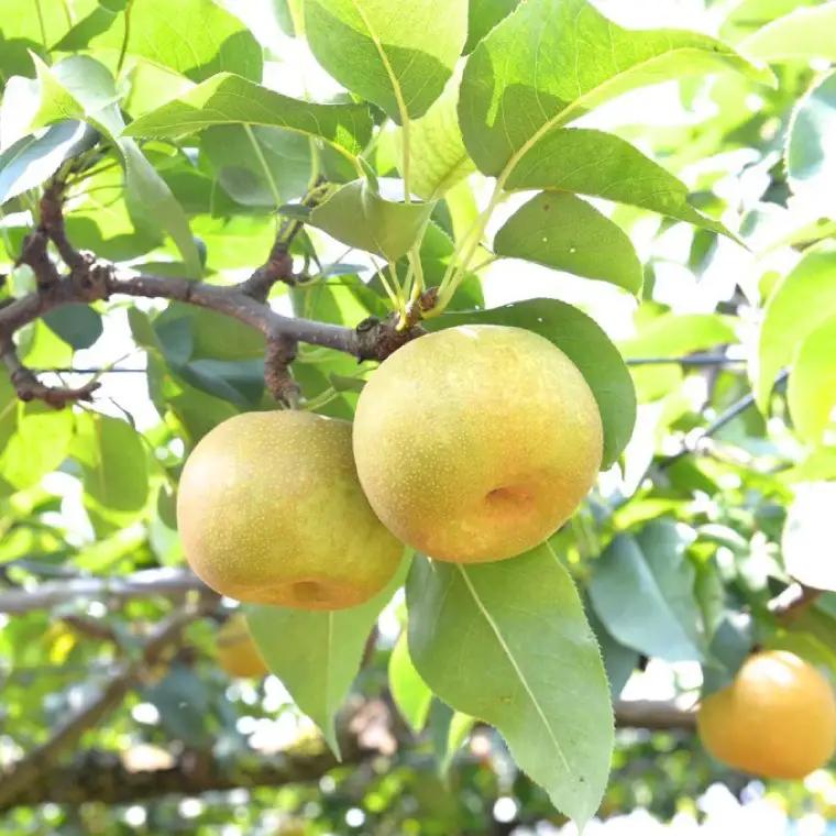 【8月中旬より発送】【数量限定】採れたて完熟甘梨（なし）約3kg（茨城県共通返礼品／かすみがうら市）（FW-11）