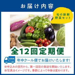 定期便 旬の新鮮野菜セットA【毎月お届け12回】たっぷり13品以上【8004-2】