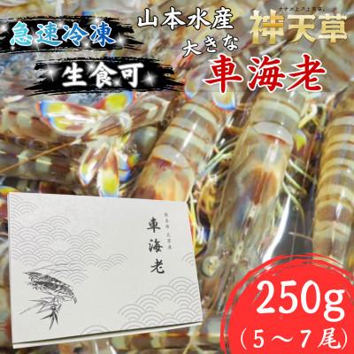 ふるさと納税 上天草市 【先行受付】生食可!急速冷凍 大きな車海老 約250g(5尾〜7尾)【山本水産】
