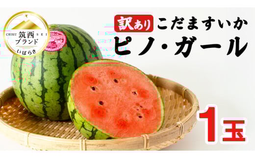 【 訳あり 】 こだますいか 「 ピノ・ガール 」 1玉 2025年産 先行予約 筑西ブランド こだまスイカ 小玉スイカ すいか スイカ フルーツ 果物 [AF080ci]