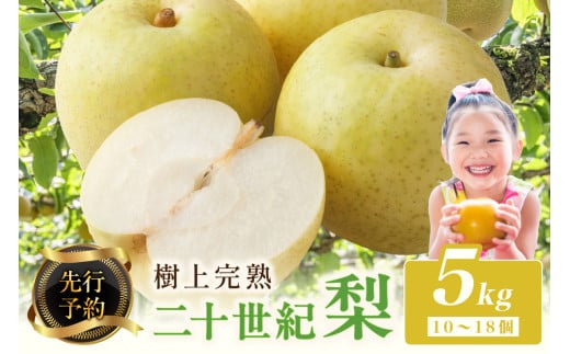 2026年【先行予約】樹上完熟 二十世紀梨 5kg(10～18個)（2026年8月下旬～発送） 農家直送 ナシ なし 人気 フルーツ 果物  梨  20世紀梨 梨 5kg 梨 2026　BF00002