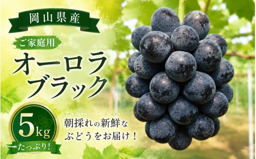 【2026年先行予約】岡山県産ご家庭用オーロラブラック 5kg ｜ ぶどう 産地直送 ピオーネ ニューピオーネ 数量限定 送料無料 人気 食品 【hrtn010-01】