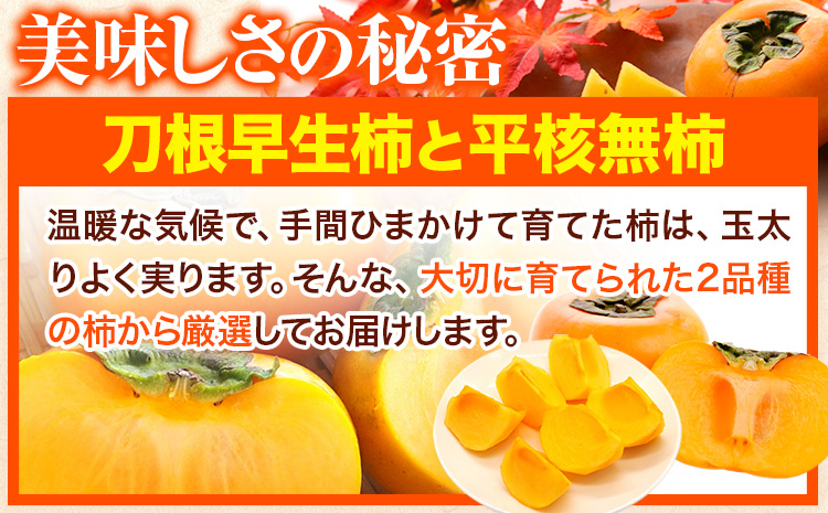 【先行予約】たねなし柿（刀根早生柿・平核無柿）約2kg（6～9玉前後）《2024年9月下旬-10月下旬頃出荷》柿フルーツ2L～Mサイズ---wfn_wlocal43_p9_23_8000_2kg---