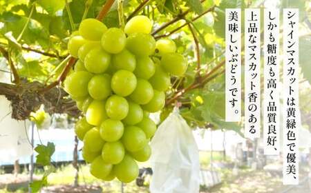 高級ぶどう・シャインマスカット＆ナガノパープル 2房セット《化粧箱入り》【2025年8月下旬～2025年9月上旬発送予定】2種類 食べ比べ フルーツ くだもの ブドウ ぶどう マスカット