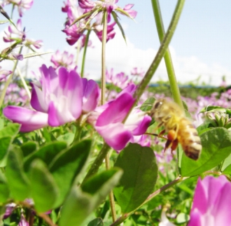 【農林水産大臣賞受賞】蜂蜜おじさんの四季5本セット