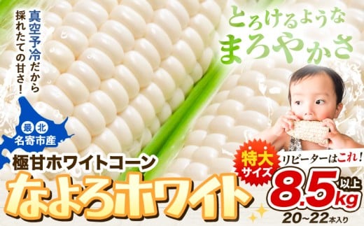 【先行予約】 受付中 とうもろこし ホワイトコーン 「 なよろホワイト 」 8.5kg 以上 20～22本【2026年年8月上旬-9月中旬頃出荷】  特大 サイズ北海道 朝採り 真空予冷 冷蔵 高糖度 ピュアホワイト トウモロコシ ギフト お中元 コーン