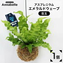 【ふるさと納税】 アスプレニウム エメラルドウェーブ 苔玉 観葉植物 植物 ガーデン インテリア リビング 数量限定 送料無料 室内 吊るせる 育てやすい おしゃれ 人気 FKK19-867